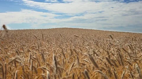 Grain field. Stock Footage 11439818