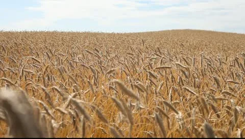 Grain field. Stock-Footage 11439819