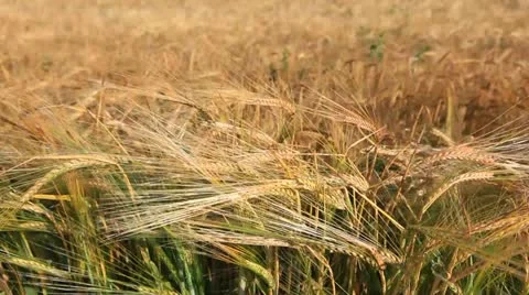 Grain field Stock Footage 12271596