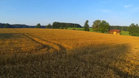 Grain field Stock Footage 32968298