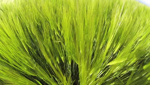 Grain field Видео 38210123