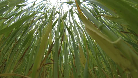 Grain field Stock Footage 38268247