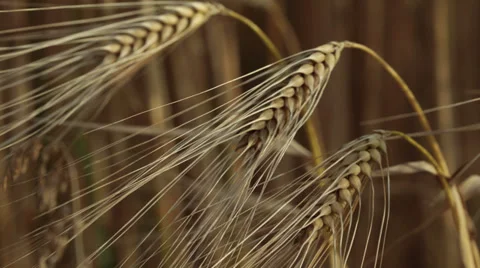 Grain field Stock Footage 39731875