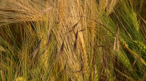 Grain field Stock Footage 39789124