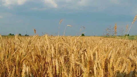 Grain field Video stock 97758737