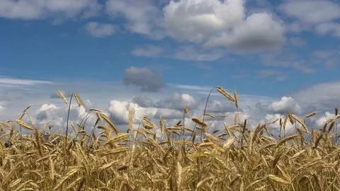 Grain field Stock Footage 113147903