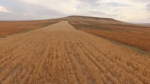 Grain Field Stock Footage 146268207