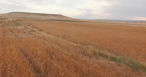 Grain Field Stock Footage 146268999