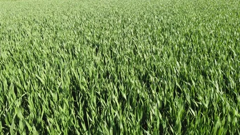 Grain field Stock Footage 272599744