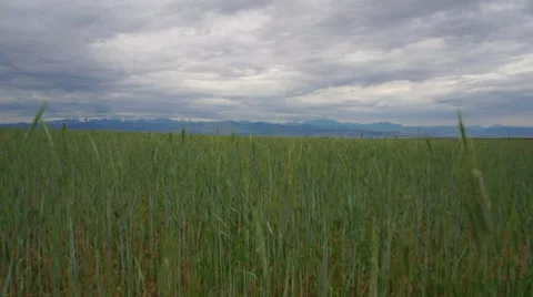Grain field in front of mountains Video stock 65240943