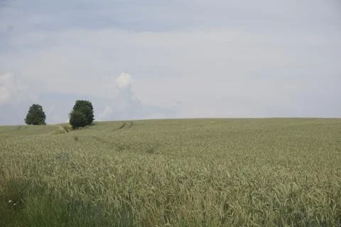 Grain field on a hill with two trees near Ottendorf in Saxon Switzerland Stock Photos