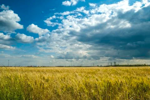 Grain field landscape with sky with clouds. Stock Photos