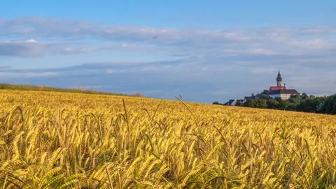 Grain field near Andechs Monastery in the evening light Video stock 278658767