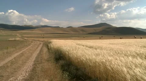 Grain field panoramic view Stockbeeldmateriaal 21332249