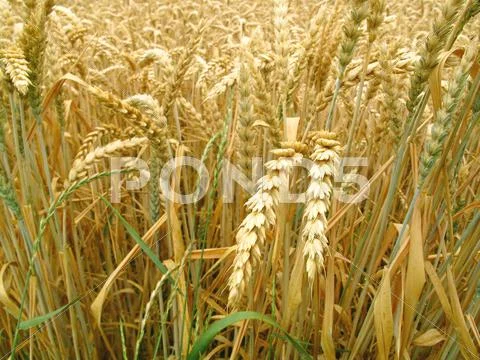 Grain field Stock Photos