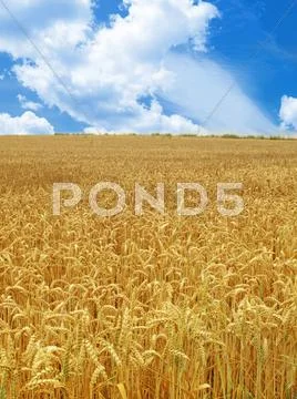 Grain field Stock Photos