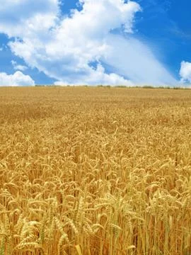 Grain field Stock Photos