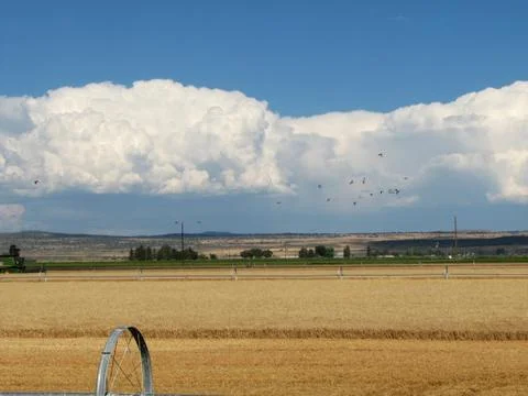 Grain field Foto stock