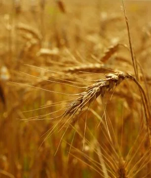 Grain field Stock Photos