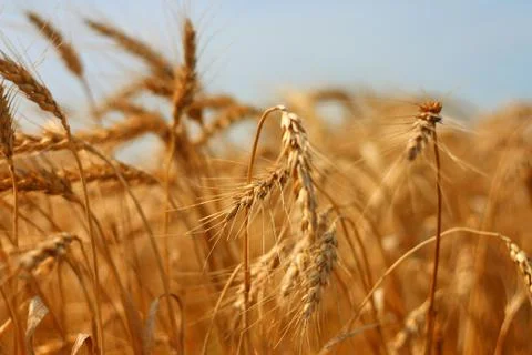 Grain field Stock Photos