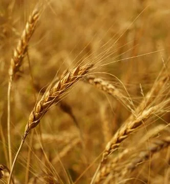Grain field Stock Photos