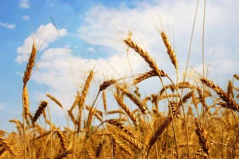 Grain field Stock Photos