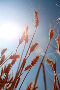 Grain field Stock Photos