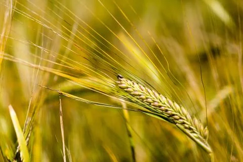 Grain field Stock Photos