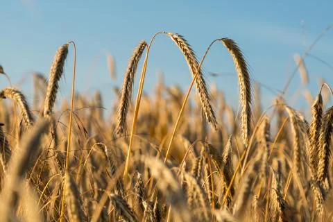 Grain field Stock Photos