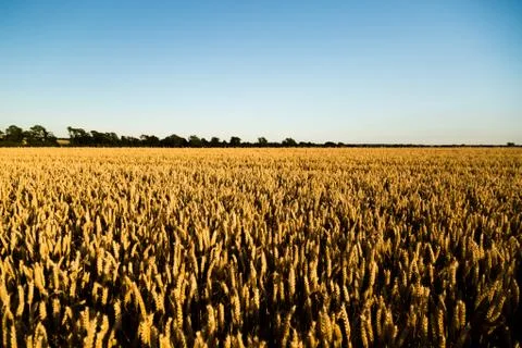 Grain field Stock Photos