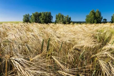 Grain field Foto stock