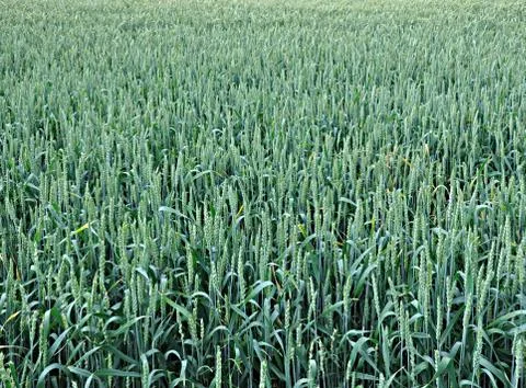 Grain field Stock Photos