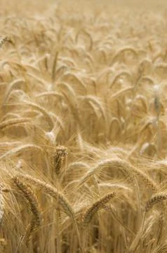 Grain field Stock Photos