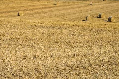 Grain field Stock Photos