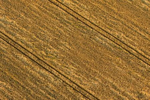 Grain field Stock Photos