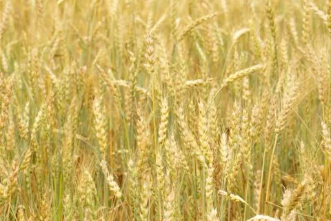 Grain field Foto stock