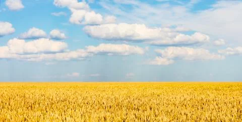 Grain field Stock Photos