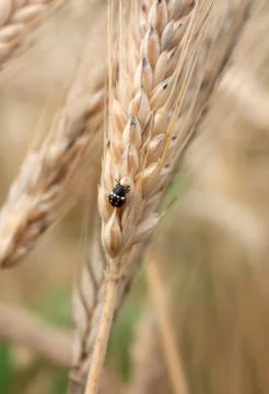 Grain field Stock Photos