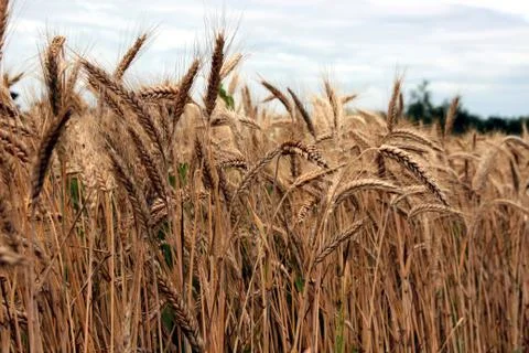 Grain field Stock Photos