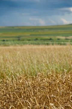 Grain field Foto stock