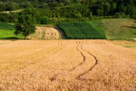 Grain field Stock Photos