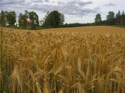 Grain field Stock Photos