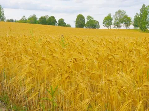 Grain field Stock Photos