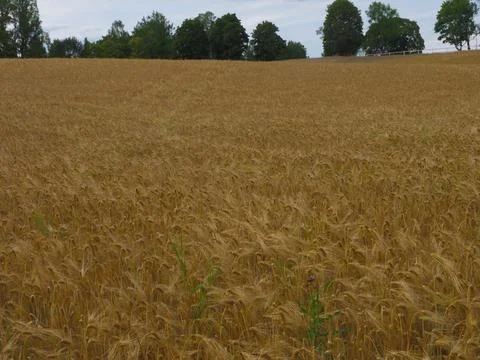 Grain field Stock Photos