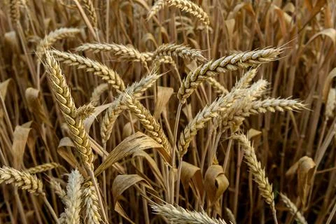 Grain in the field Stock Photos