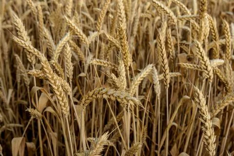 Grain in the field Stock Photos