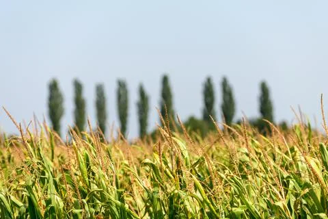 Grain Field Stock Photos
