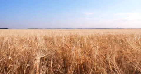 A grain field in the rays of the rising sun. The concept of agriculture Stock Footage 220519802