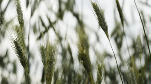 Grain field scenery with sky on background 1080p Stock Footage 39723145