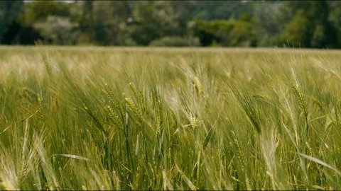 Grain field Slow motion Stock Footage 89614516